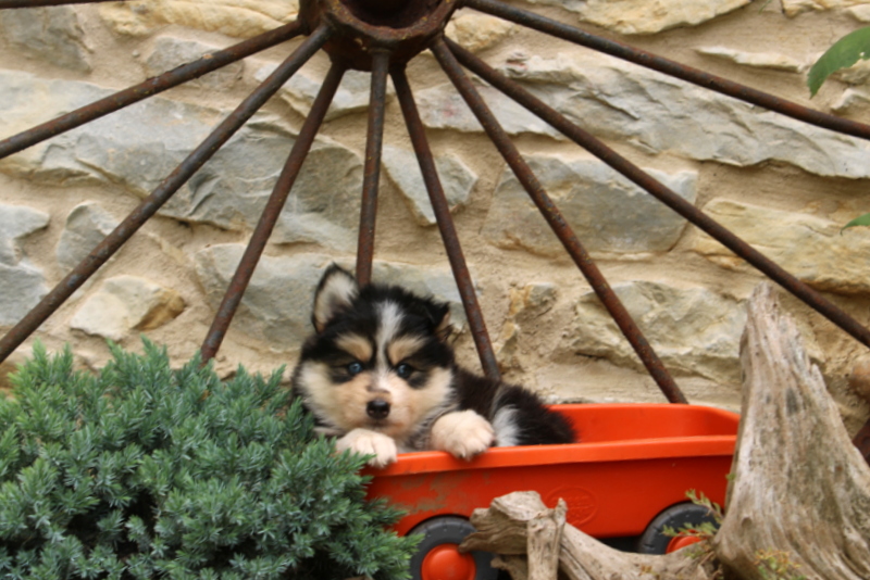 puppy, for, sale, Pomsky, Matthew B. Stoltzfus, dog, breeder, Gap, PA, dog-breeder, puppy-for-sale, forsale, nearby, find, puppyfind, locator, puppylocator, aca